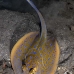 ray_bluespotted_lw_tam_v_0129_bal3724.jpg